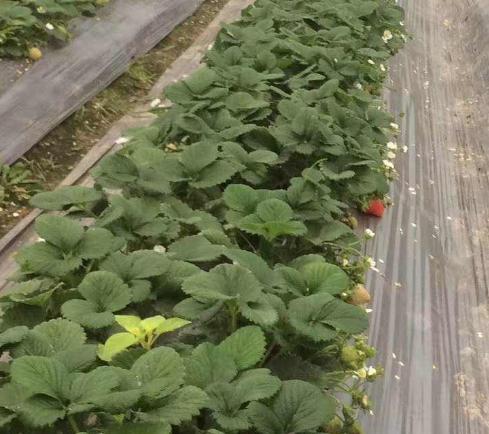 為什么那么多種植戶喜歡用氨基酸水溶肥